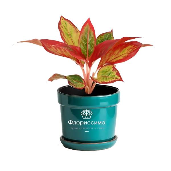 Аглаонема (Цена: 1 370; Размер: 9; Высота: 20; Сорт: Red Fire)