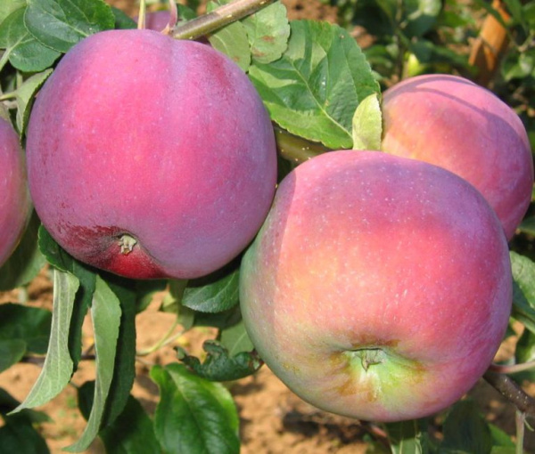 Яблоня st (Цена: 360; Размер: окс; Сорт: Эрли Женева)