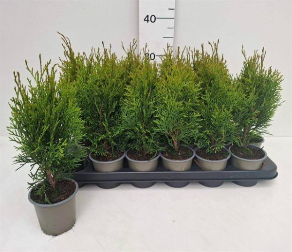 Туя st (Цена: 1 200; Размер: C2; Высота: 30-40; Сорт: Smaragd)