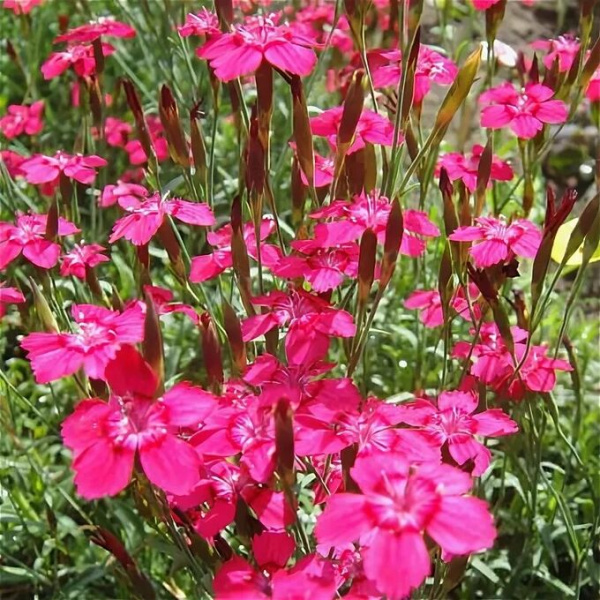 Гвоздика st (Цена: 420; Размер: С2; Высота: 15; Сорт: Flashing Light)