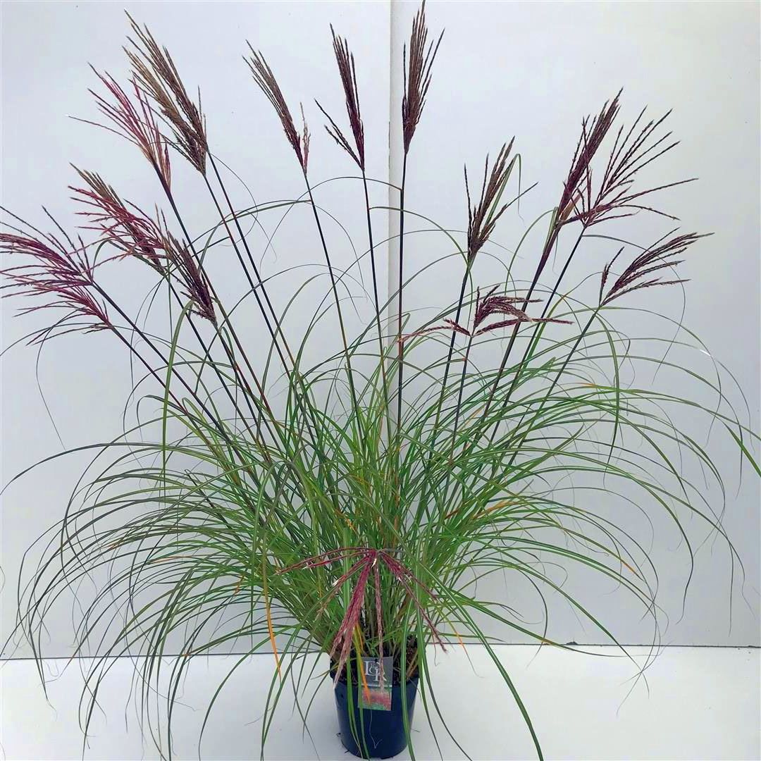 Низший сорт. Мискантус китайский Red Chief. Мискантус sin. Red Chief. Miscanthus sinensis Red Chief. Miscanthus sinensis Red Chief мискантус.