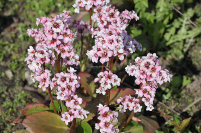 Бадан st (Цена: 540; Размер: ЗКС; Высота: Mix; Сорт: Angel Kiss)