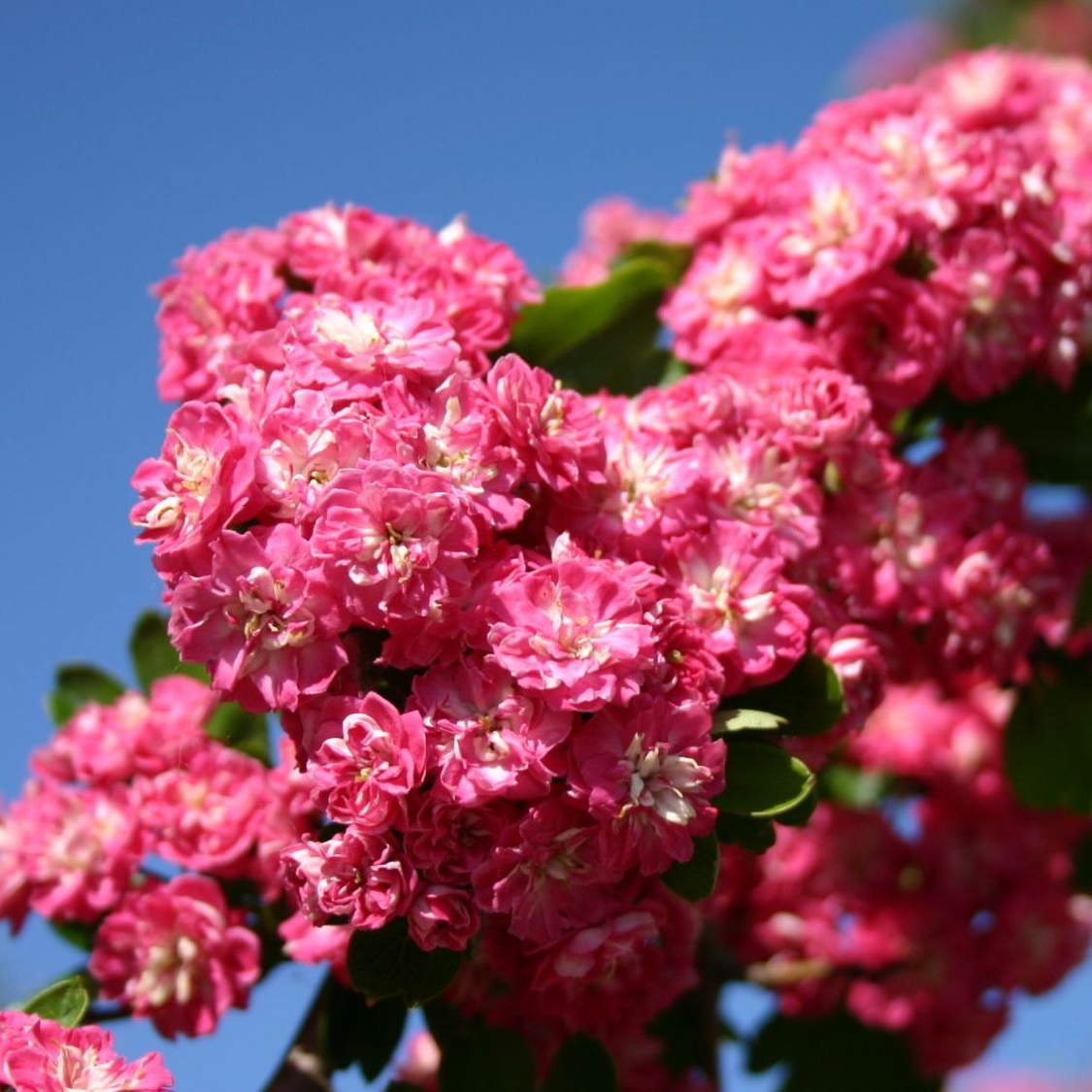 Crataegus laevigata paul s scarlet фото