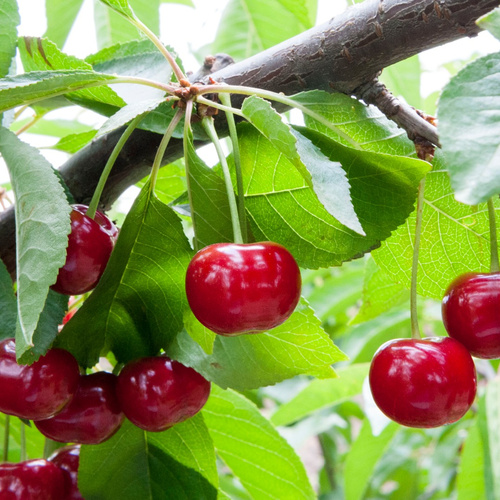 Вишня st (Цена: 280; Размер: окс; Высота: 0,5; Сорт: Славянка)