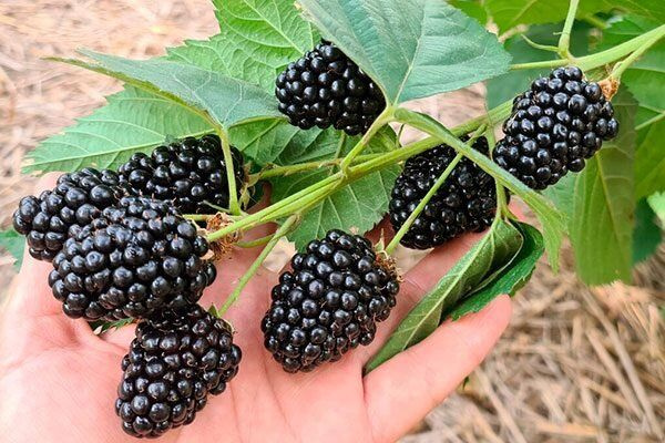 Ежевика st (Цена: 330; Размер: окс; Сорт: блэк Джем)