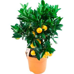 Цитрофортунелла Размер 21 Высота 95 Без сорта