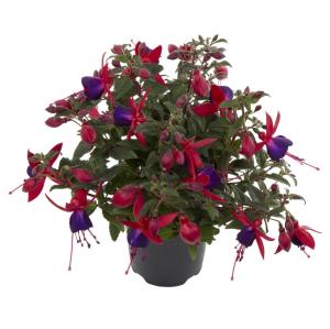 Фуксия Размер 10,5 Высота 22 Сорт Bella Sacha