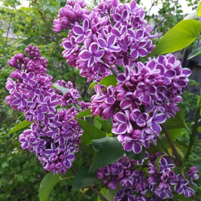 Сирень st (Цена: 1 050; Размер: С2; Высота: Mix; Сорт: Sensation)