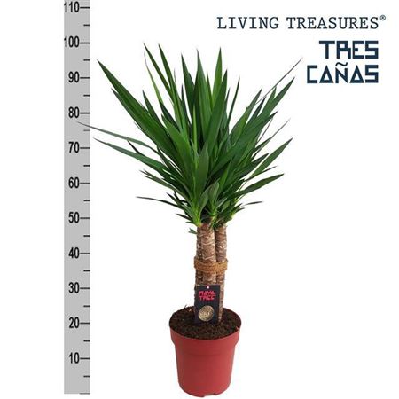 Юкка st (Цена: 5 750; Размер: 27; Высота: 145; Сорт: Elephantipes)