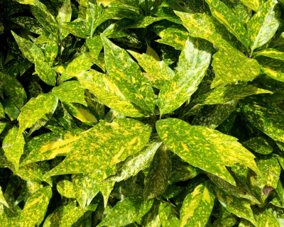 Аукуба (Цена: 890; Размер: 19; Высота: 40; Сорт: Variegata)