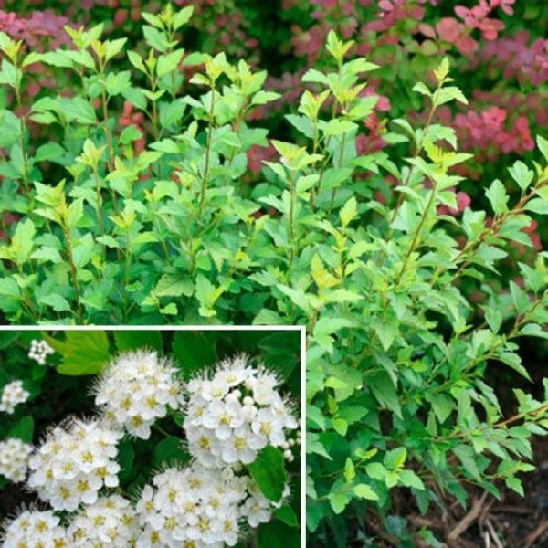 Пузыреплодник st (Цена: 450; Размер: С2; Сорт: Литтл Грини)