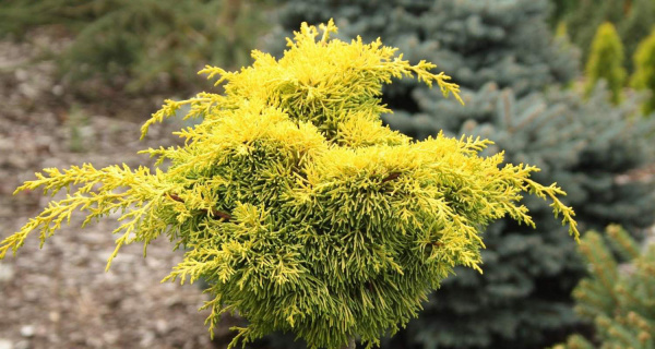 Можжевельник st (Цена: 1 000; Размер: C3; Сорт: Plumosa Aurea)