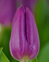 Тюльпан Purple Prince