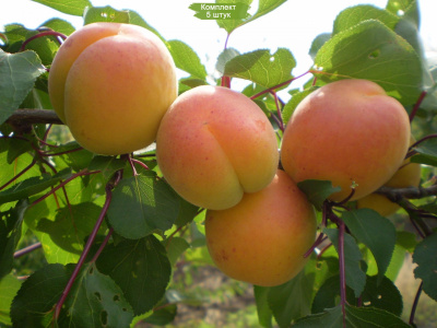 Абрикос st (Цена: 230; Размер: окс; Высота: 0,5; Сорт: Мелитопольский ранний)