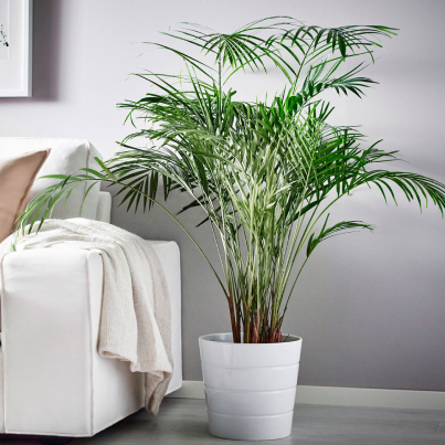 Топ-10 самых крупных растений для дома, которые вы можете у нас купить