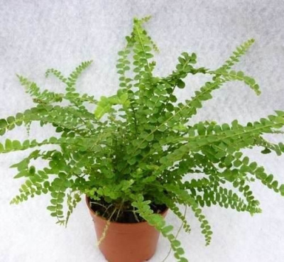 Нефролепис (Цена: 1 670; Размер: 17; Высота: 40; Сорт: Ov Duffii)