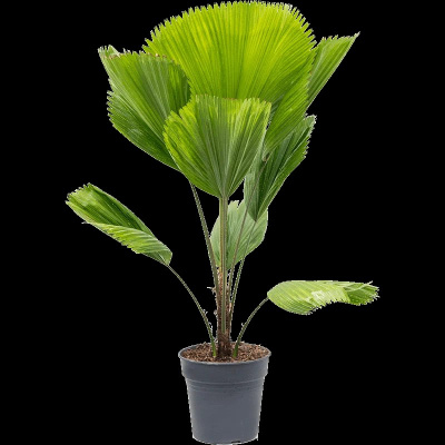 Ликуала (Цена: 2 100; Размер: 12; Высота: 55; Сорт: Ov )