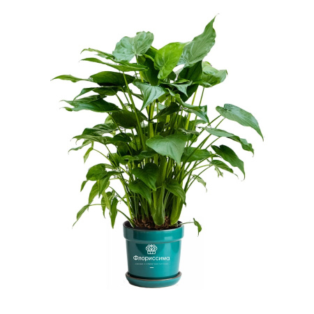 Алоказия (Цена: 1 590; Размер: 19; Высота: 90; Сорт: Cucullata)