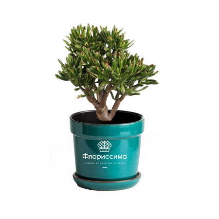 Крассула (Цена: 580; Размер: 12; Высота: 15; Сорт: Ovata)