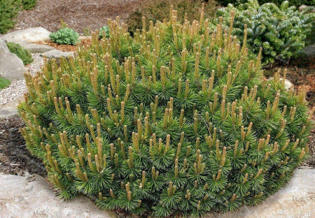 mhb4m7q2emgtjbuzv97gmh74f9remflk