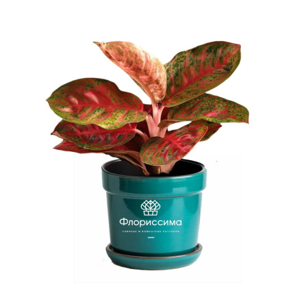 Аглаонема (Цена: 6 390; Размер: 19; Высота: 50; Сорт: Red Balloon)