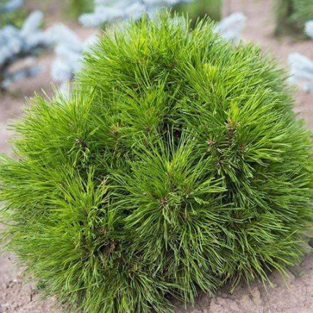 1938_sosna_gornaya_varella_500_auto_jpg_5_80