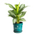 Аглаонема Размер 6 Высота 10 Сорт Araceae