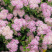 Спирея st Размер С4 Сорт Albiflora