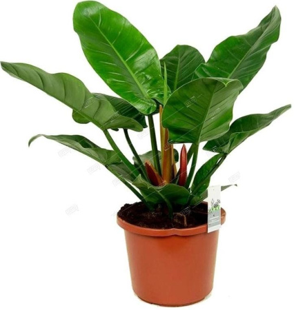 filodendron_imperial_grin_philodendron_imperial_green_80_27