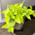 Эпипремнум Размер 12 Высота 15 Сорт Golden Pothos