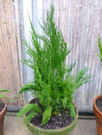 1377219766242_bulletin