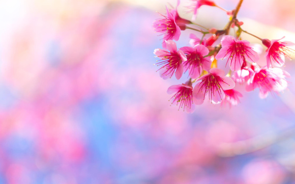 pink-flowers-that-are-born-from-branch-tree (1)