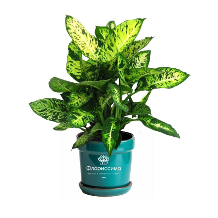 Диффенбахия (Цена: 510; Размер: 12; Высота: 45; Сорт: Mars)