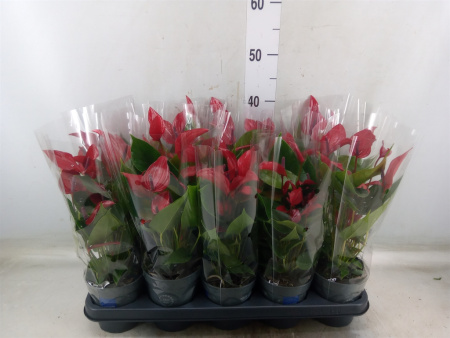 13cd6edd-3aa0-49ad-9daa-ab205b8e349d