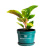 Аглаонема Размер 6 Высота 10 Сорт Araceae
