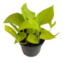 Эпипремнум Размер 12 Высота 15 Сорт Golden Pothos