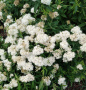 Спирея st Размер С4 Сорт Albiflora