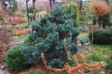 sosna-melkotsvetkovaya-Negishi