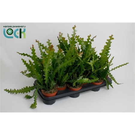 7315956_v_t5 7315956_v_t5