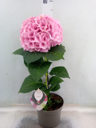 47aba15d-51ad-4746-8fe4-c6e413279de3