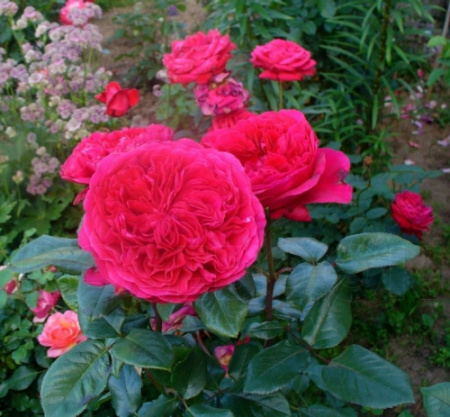 500x500.2d85eb7f662a8e8c