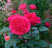 Роза st