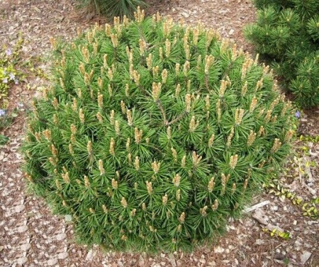 sosna-gornaya-benzhamin-1857