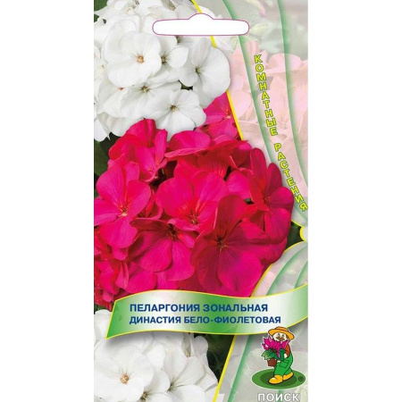 Пеларгония Династия бело-фиолетовая Поиск