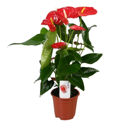 98eeskviwo08me22spuwgy868k6ymheh