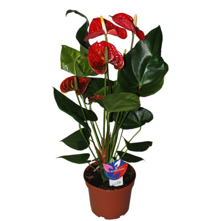 gf-06076_komnatnye_rasteniya gf-06076_komnatnye_rasteniya