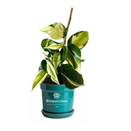 Филодендрон (Цена: 3 650; Размер: 11; Высота: 15; Сорт: Cream Splash)