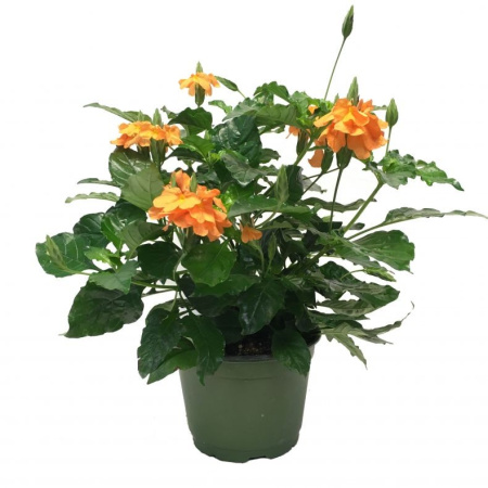 m-qswhaohnbqbjgrsrjrpikf52iac9h1