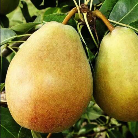 06724_grusha_izyuminka_kryma_gl_500_auto_jpg_5_80