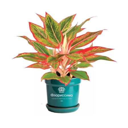 Аглаонема (Цена: 850; Размер: 6; Высота: 12; Сорт: Siam Aurora)